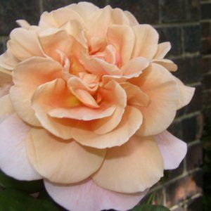 Meet your Posher, Helen